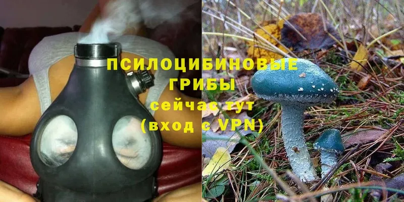 Галлюциногенные грибы Psilocybine cubensis  Верхотурье 